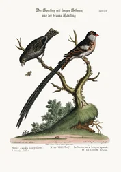 A hosszú farkú veréb és a sötét kenderike, 1749-73